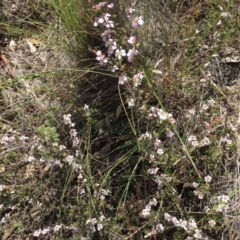 Gaudium multicaule (Teatree) at Piney Ridge - 7 Oct 2023 by dwise