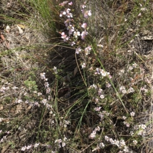 Gaudium multicaule at Stromlo, ACT - 7 Oct 2023 11:13 AM