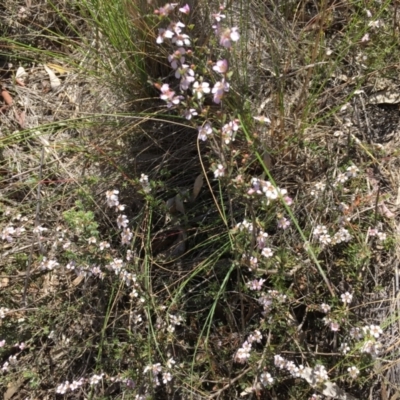 Gaudium multicaule (Teatree) at Piney Ridge - 7 Oct 2023 by dwise