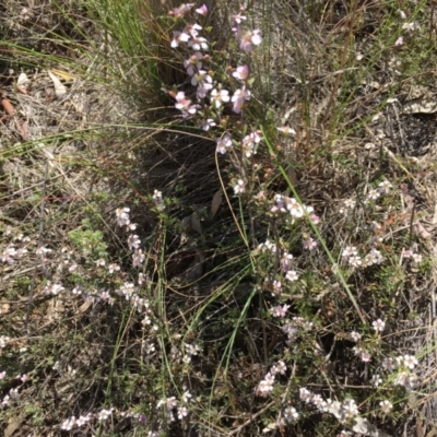 Gaudium multicaule (Teatree) at Stromlo, ACT - 7 Oct 2023 by dwise