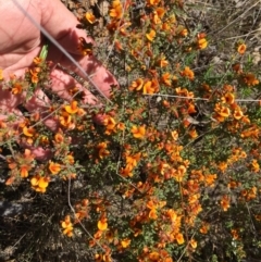 Pultenaea procumbens (Bush Pea) at Block 402 - 7 Oct 2023 by dwise