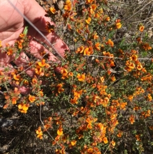 Pultenaea procumbens at Denman Prospect, ACT - 7 Oct 2023