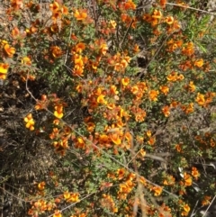 Pultenaea procumbens at Denman Prospect, ACT - 7 Oct 2023