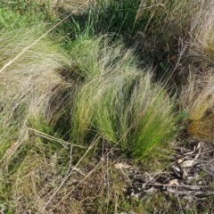 Nassella trichotoma (Serrated Tussock) at Mount Mugga Mugga - 9 Oct 2023 by Mike