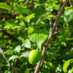 Prunus cerasifera (Cherry Plum) at Mount Mugga Mugga - 9 Oct 2023 by Mike