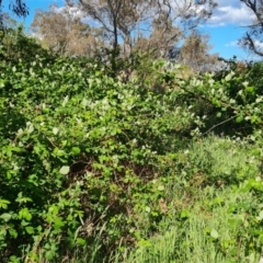 Rubus anglocandicans (Blackberry) at Jerrabomberra, ACT - 9 Oct 2023 by Mike