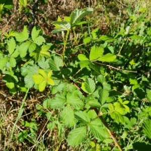 Rubus anglocandicans at Jerrabomberra, ACT - 9 Oct 2023