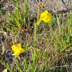 Oenothera stricta subsp. stricta (Common Evening Primrose) at Jerrabomberra, ACT - 9 Oct 2023 by Mike