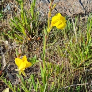 Oenothera stricta subsp. stricta at Jerrabomberra, ACT - 9 Oct 2023