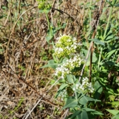 Centranthus ruber (Red Valerian, Kiss-me-quick, Jupiter's Beard) at Mount Mugga Mugga - 9 Oct 2023 by Mike