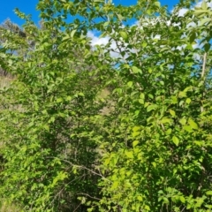 Ulmus procera (English Elm) at Symonston, ACT - 9 Oct 2023 by Mike