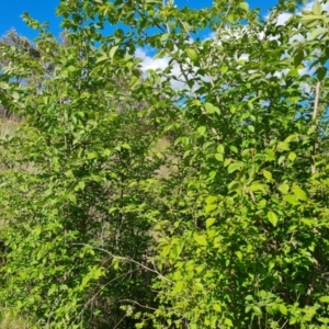 Ulmus procera at Symonston, ACT - 9 Oct 2023