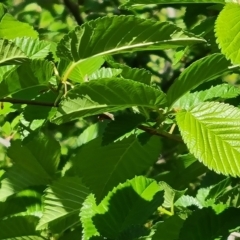 Ulmus procera at Symonston, ACT - 9 Oct 2023