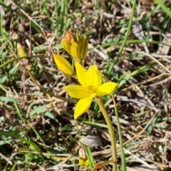 Bulbine bulbosa (Golden Lily) at Jerrabomberra, ACT - 9 Oct 2023 by Mike