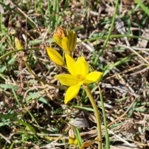 Bulbine bulbosa at Jerrabomberra, ACT - 9 Oct 2023