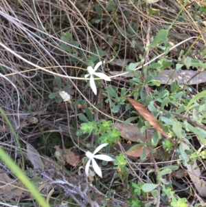 Caladenia ustulata at Stromlo, ACT - 7 Oct 2023