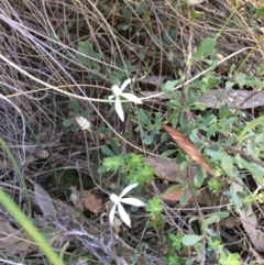 Caladenia ustulata (Brown Caps) at Block 402 - 6 Oct 2023 by dwise