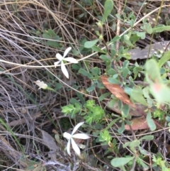 Caladenia ustulata at Stromlo, ACT - 7 Oct 2023