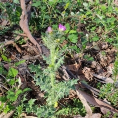 Carduus pycnocephalus (Slender Thistle) at Jerrabomberra, ACT - 9 Oct 2023 by Mike