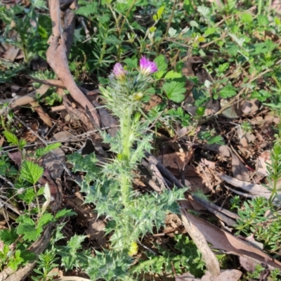 Carduus pycnocephalus (Slender Thistle) at Mount Mugga Mugga - 9 Oct 2023 by Mike