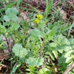 Sisymbrium officinale (Common Hedge Mustard) at Mount Mugga Mugga - 9 Oct 2023 by Mike