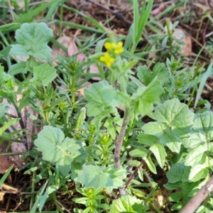 Sisymbrium officinale at Jerrabomberra, ACT - 9 Oct 2023 04:13 PM