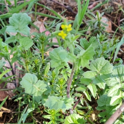 Sisymbrium officinale (Common Hedge Mustard) at Jerrabomberra, ACT - 9 Oct 2023 by Mike
