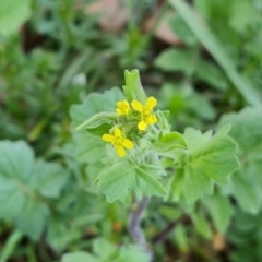 Sisymbrium officinale at Jerrabomberra, ACT - 9 Oct 2023 04:13 PM