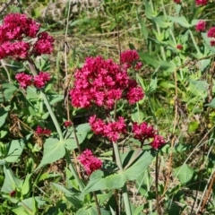 Centranthus ruber (Red Valerian, Kiss-me-quick, Jupiter's Beard) at Jerrabomberra, ACT - 9 Oct 2023 by Mike