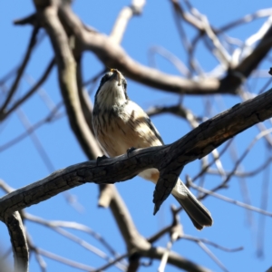 Pachycephala rufiventris at Majura, ACT - 8 Oct 2023