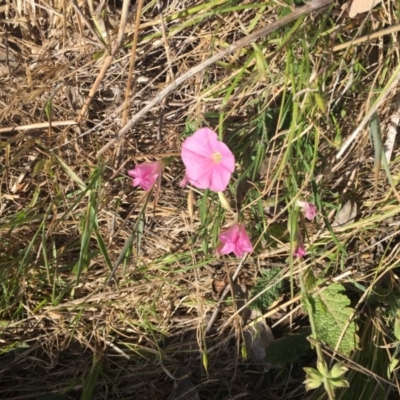Convolvulus angustissimus subsp. angustissimus (Australian Bindweed) at Cook, ACT - 8 Oct 2023 by dwise