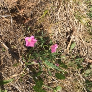 Convolvulus angustissimus subsp. angustissimus at Cook, ACT - 8 Oct 2023 10:13 AM