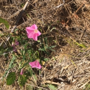 Convolvulus angustissimus subsp. angustissimus at Cook, ACT - 8 Oct 2023 10:13 AM