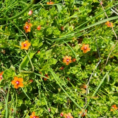 Lysimachia arvensis (Scarlet Pimpernel) at Mount Mugga Mugga - 9 Oct 2023 by Mike