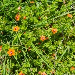 Lysimachia arvensis (Scarlet Pimpernel) at Jerrabomberra, ACT - 9 Oct 2023 by Mike