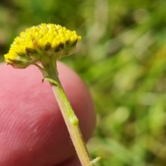 Craspedia variabilis (Common Billy Buttons) at Mount Mugga Mugga - 9 Oct 2023 by Mike