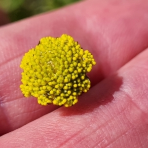 Craspedia variabilis at O'Malley, ACT - 9 Oct 2023