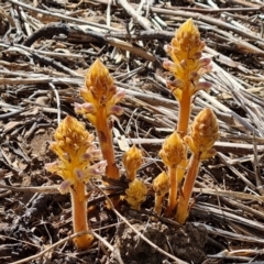 Orobanche minor (Broomrape) at Mount Mugga Mugga - 9 Oct 2023 by Mike