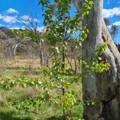 Pyrus ussuriensis (Manchurian Pear) at Mount Mugga Mugga - 9 Oct 2023 by Mike