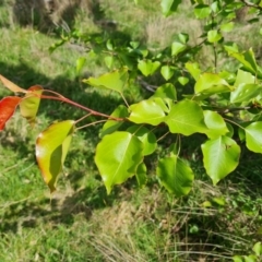 Pyrus ussuriensis at O'Malley, ACT - 9 Oct 2023