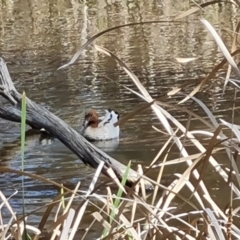 Chenonetta jubata (Australian Wood Duck) at Mount Mugga Mugga - 9 Oct 2023 by Mike