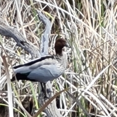 Chenonetta jubata at O'Malley, ACT - 9 Oct 2023 03:17 PM