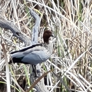 Chenonetta jubata at O'Malley, ACT - 9 Oct 2023 03:17 PM