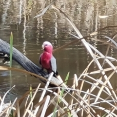 Eolophus roseicapilla (Galah) at Mount Mugga Mugga - 9 Oct 2023 by Mike