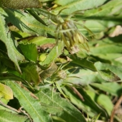 Tolpis barbata (Yellow Hawkweed) at O'Malley, ACT - 9 Oct 2023 by Mike