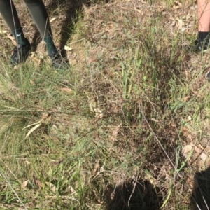 Indigofera adesmiifolia at Cook, ACT - 8 Oct 2023 09:58 AM