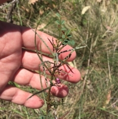 Indigofera adesmiifolia at Cook, ACT - 8 Oct 2023 09:58 AM