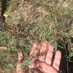 Indigofera adesmiifolia at Cook, ACT - 8 Oct 2023 09:58 AM