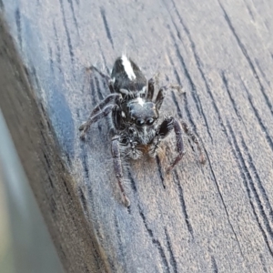 Sandalodes scopifer at Yass River, NSW - 7 Oct 2023 05:48 PM