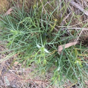 Eryngium ovinum at Belconnen, ACT - 8 Oct 2023